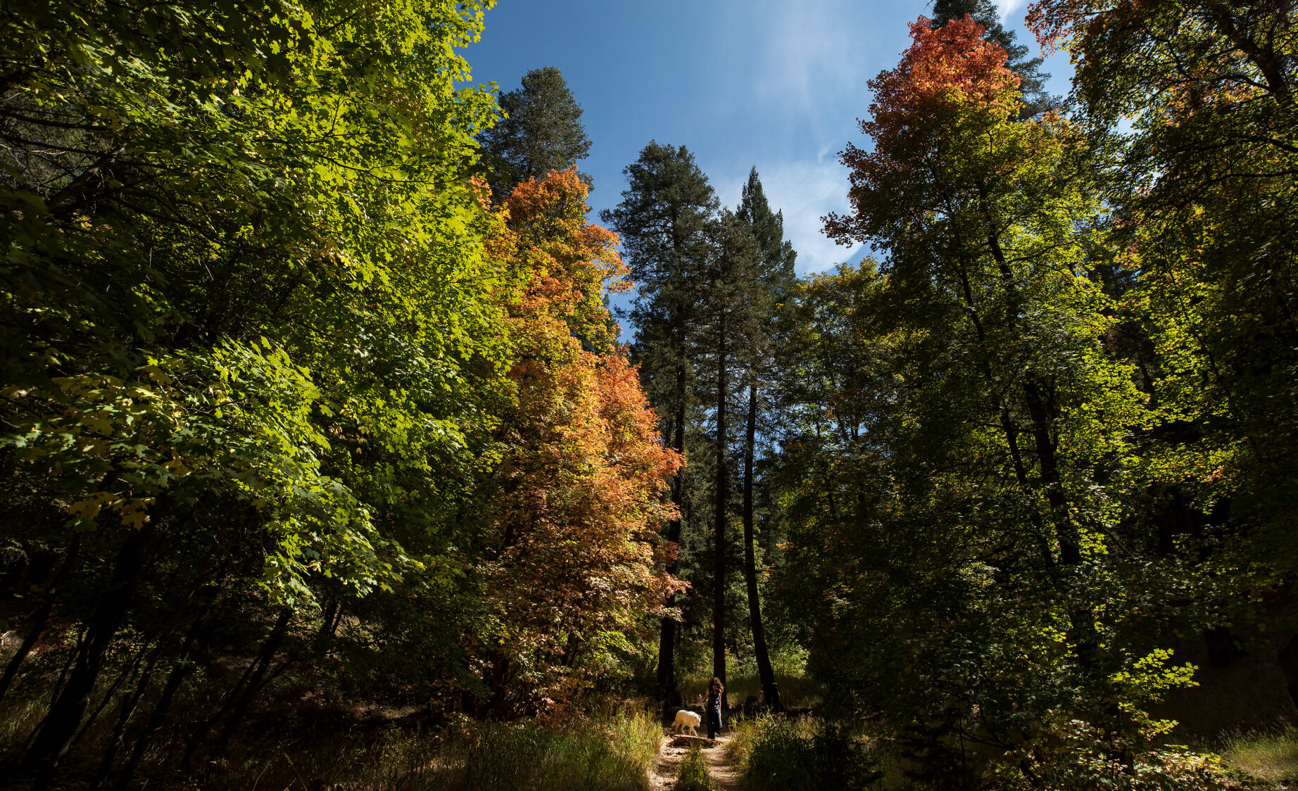 Fall colors